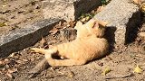 路边发现一只流浪猫，觉得有点不对，走近一看乐坏了