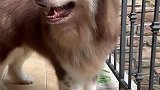 憨憨三兄妹的日常是这样的