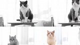 一次性挑战抱5只猫！肥猫太重险被压倒，猫：怪我咯！