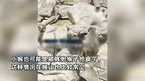 动物园母猴产后啃食夭折小猴？工作人员：比较常见，也可能被抢食