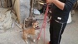 主人每次回老家，狗狗都用最热情的方式迎接主人，太感人了