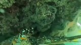 潜水下去瞅一瞅，珊瑚底下挤满了龙虾，惊不惊喜意不意外