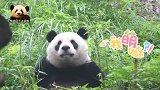 熊猫宝宝圆仔“失忆”80秒，呆呆的、懵懵的表情可爱到爆
