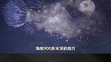 8种可怕的海洋生物，沙滩上出现一只大黑鱼，这是什么怪物