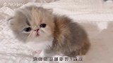 20天大的猫猫虫 奶 量 爆 表 ！