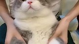 再次挑战拍猫肚皮拍肚皮挑战 猫与猫与猫与猫 猫