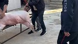 万万没想到，男子不小心被猪过肩摔