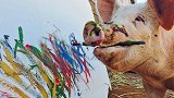 世界上唯一会画画的猪，一幅画卖10万，人送称号“猪加索”