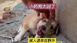 小奶狗因为太凶，被主人遗弃，救助后的神情立马变了样