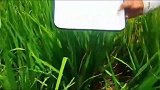 特别提醒：稻飞虱来了，重视防治！