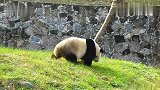 熊猫界黄飞鸿见过没功夫熊猫不是说说而已