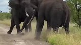 两头大象打架，竟然还把无辜的树给推倒了！