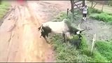 公牛和比特犬互殴，看比特犬被牛挑上天的那一幕，吓坏路人