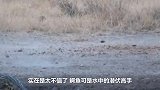疣猪正在喝水，怎料被鳄鱼一口“爆头”，下一秒画风突变！