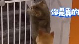 小猫咪变胖了后，不得不跟狗子一起关禁闭了！