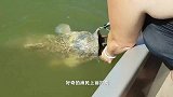 水草下飘着一条大鲶鱼，男子正准备打捞时，撒腿就跑！