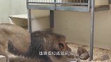 狮子遛弯晃神，“吧唧”一声掉进水池，这场面承包我一年笑点！