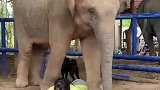 等待主人写完作业的小象