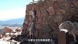 雪豹盯上悬崖上的岩羊，下一秒立马发起攻击，结局却出乎意料！