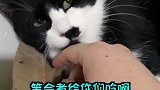 千万不要欺骗你的猫！