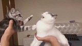 白猫花猫第一次见面的场景，真的好可爱！