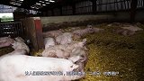 200年来最重的猪，重达961公斤，结果如何呢？