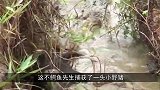 巨型鳄鱼咬住野猪，一口将其毙命，这瞬间太狠了！