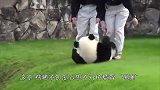 熊猫想不开执意“跳崖”，两个小女孩都拉不住，镜头记录惊险一幕