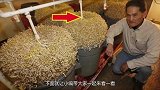 看日本农民是如何发豆芽的？不是亲眼所见，你绝对难以相信！