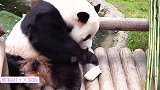 熊猫园欣三番五次捡竹笋时的小黑手，简直不要太可爱