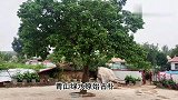 快回家吃饺子来！这声音在狮子沟山谷回响久久不绝，狮子被制服了