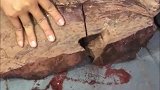 海南黄花梨千年老料开窗现场，切开之后，真是一个天上一个地下！