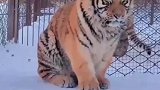 小老虎因为吃太多太胖，被同伴排挤没人和它玩