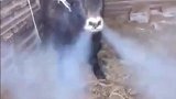 你家牛烟瘾挺大啊