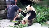 熊猫“青青”吃完了还知道拍拍奶爸：哎，吃完咯，再来一根！
