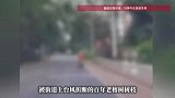 行人被百年老树树枝砸伤，当场昏迷不醒，后将树木管理单位告上法庭，法院判了