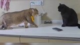 两只猫咪互看对方不顺眼