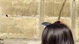 女生想拿棍子打树上的柿子，结果却被棍子爆了头