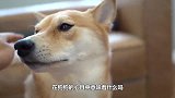 你知道“摸狗头”，在狗狗心目中意味着什么吗？看完让人泪目！