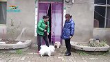 女孩男友怕狗，女孩一气把母亲的狗送邻居，母亲知道后怒了