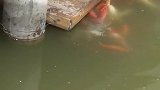 小鸭子吃饱后，给小金鱼喂食，还有这待遇呢