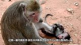 公斑马想要溺死小斑马，母斑马赶来营救，结果让人意外