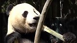 首个被国外“退货”的大熊猫，生生把这国家吃穷，称再吃就破产了