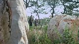 女猎手带着一伙人跟踪兔子，找到兔子洞，结果是鬼子军火库？