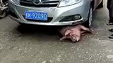 就驾驶员这技术，猪都被你气死了，看到没猪都躺地下了！