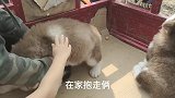 同样是阿拉斯加犬，这边要价，那边价位300，不要问我为什么