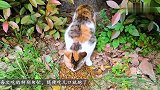 小伙跟踪一只母流浪猫，意外发现一处地洞，里面传来很多猫叫！