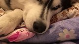 给狗吓一跳