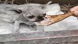 臭水沟里刚捡来的流浪狗，狗生第一次吃鸡腿，希望可以养活