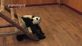 俩只可爱的熊猫MMA式打架，地面缠斗